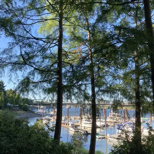 The view