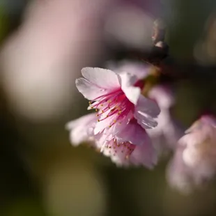 2024 Cherry blossoms (Grove is 1/2 mile past the park.  Trees in the park, and botanical garden starting to bloom.  01.06.2024