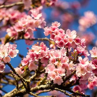 2022 Cherry Blossoms (Note:  this grove of trees is 500m further up California Ave.  Trees in the park are just starting to bloom 01/19)