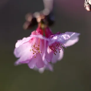 2024 Cherry blossoms (Grove is 1/2 mile past the park.  Trees in the park, and botanical garden starting to bloom.  01.06.2024