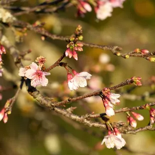 2022 Cherry Blossoms (Note:  this grove of trees is  500m further up California Ave.  Trees in the park are just starting to bloom 01/17)