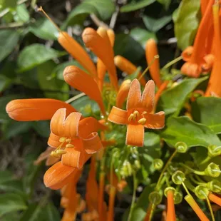 Cape Honeysuckle...