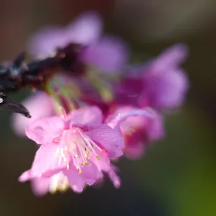2024 Cherry blossoms (Grove is 1/2 mile past the park.  Trees in the park, and botanical garden starting to bloom.  01.06.2024