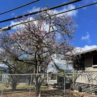 Wahiawa Sakura