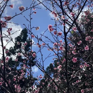 2-6-22 look up; if I wasn't carrying fur bebe I would have zoomed in more