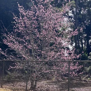2-6-22  not many trees but the sight of the blossoms in various shades of pink is lovely
