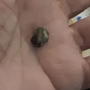 Rock in the food at Illegal Pete's!