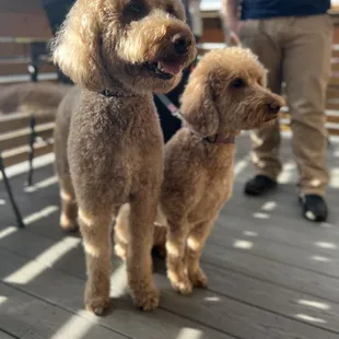 Outdoor patio friends