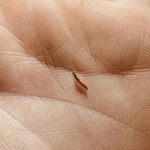 Mosquito larvae from Tom 22. Thom Kha soup