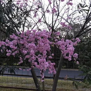 a tree with pink flowers