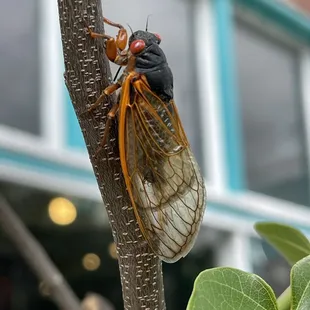 Cicada bugs out side. Once every seventeen years.