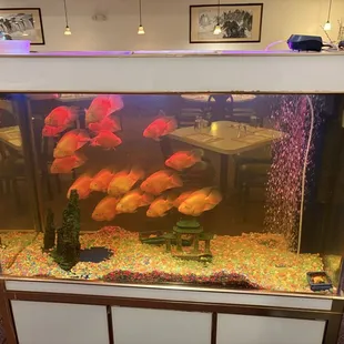 interior, sushi and sashimi