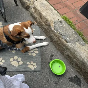 Pampered pooch...the blue carpet was rolled out for Bruno when we arrived. And a water bowl to boot!