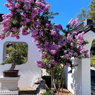 ows a tree with purple flowers