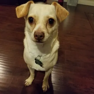Darcy H.