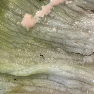 All of these bugs were wrapped into the lettuce of my burger.
