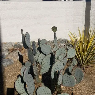 Cactus on standby
