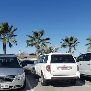 Riverside palms on display near the 91 Fwy...