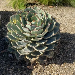 Beautiful cactus!