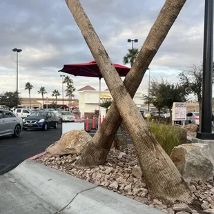 ows a palm tree with two crossed trunks