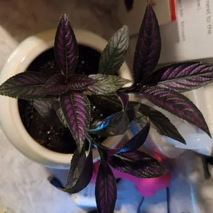 The prettiest Persian Sheilds