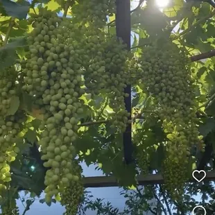 Grapes