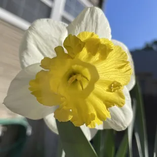 a yellow daffodil