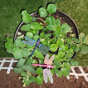 Beautiful Strawberry plants