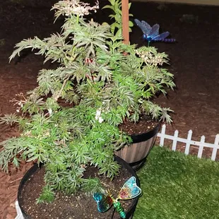 Our gorgeous new Elder Berry plant