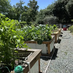 Plants all started from seedlings at in season