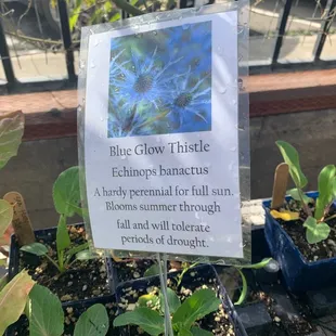 InSeason Pic I didn't plan on posting. I love the descriptions they give the plants, and I love the price!