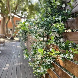 Jasmine vines
