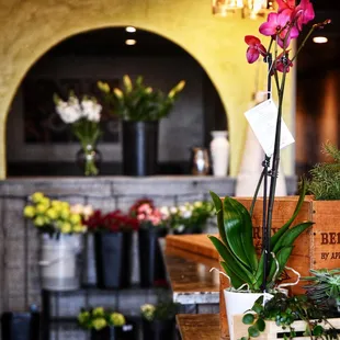 a variety of flowers in vases