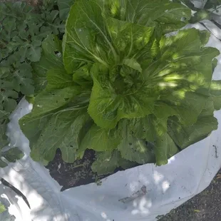 Garden out of a bag with our SuperSoil proprietary blend. Anyone anywhere can garden now!