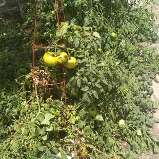 SuperSoil garden. Bags lined up on the ground with a drip line. Low water high quality organic fruits and veggies.