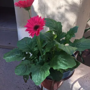 Tank's SuperMix provides amazing vibrant color, health, and growth for your decorative flowers.