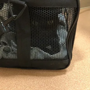 Zack goes to the vet