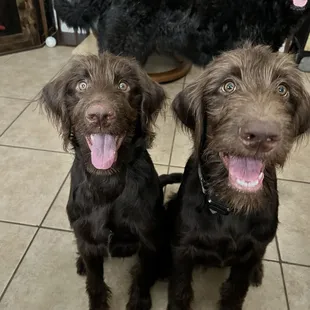 Maya Rose Sakura and Shaggy Kiowa (litter 2)