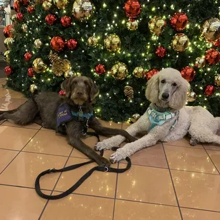 Rainbow Service Dogs K.