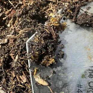 Clumps of fungus knat larvae