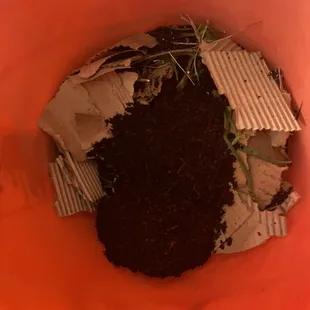 Worms