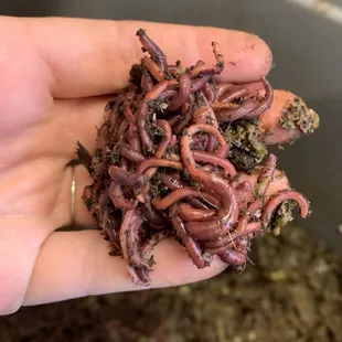 Worms for your home composting systems