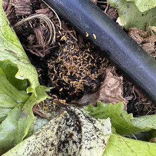 Fungus knat larvae feeding on plant roots