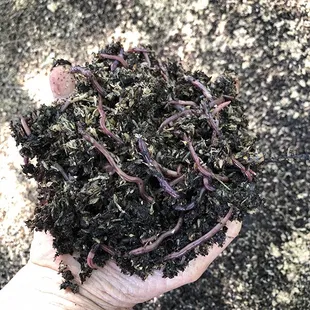 Worms and their castings