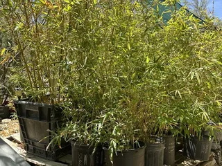 Bamboo Ranch