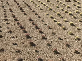 Desert Trees