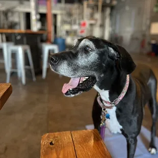 a black and white dog sitting on a bench
