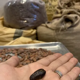 This is one of the cocoa beans we roasted during the Bean to Bar class.