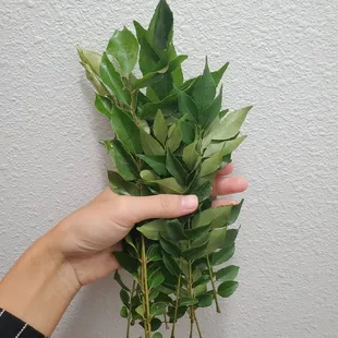 Curry Leaves