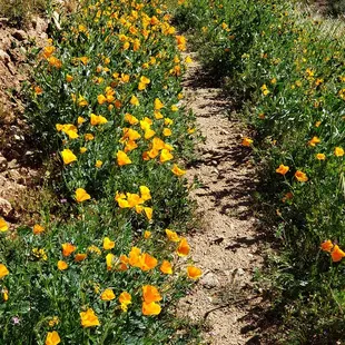 Poppy-lined trail